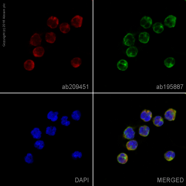 Immunocytochemistry/ Immunofluorescence - Alexa Fluor® 647 Anti-CD32B + CD32A + CD32C antibody [EP6243] (AB209451)