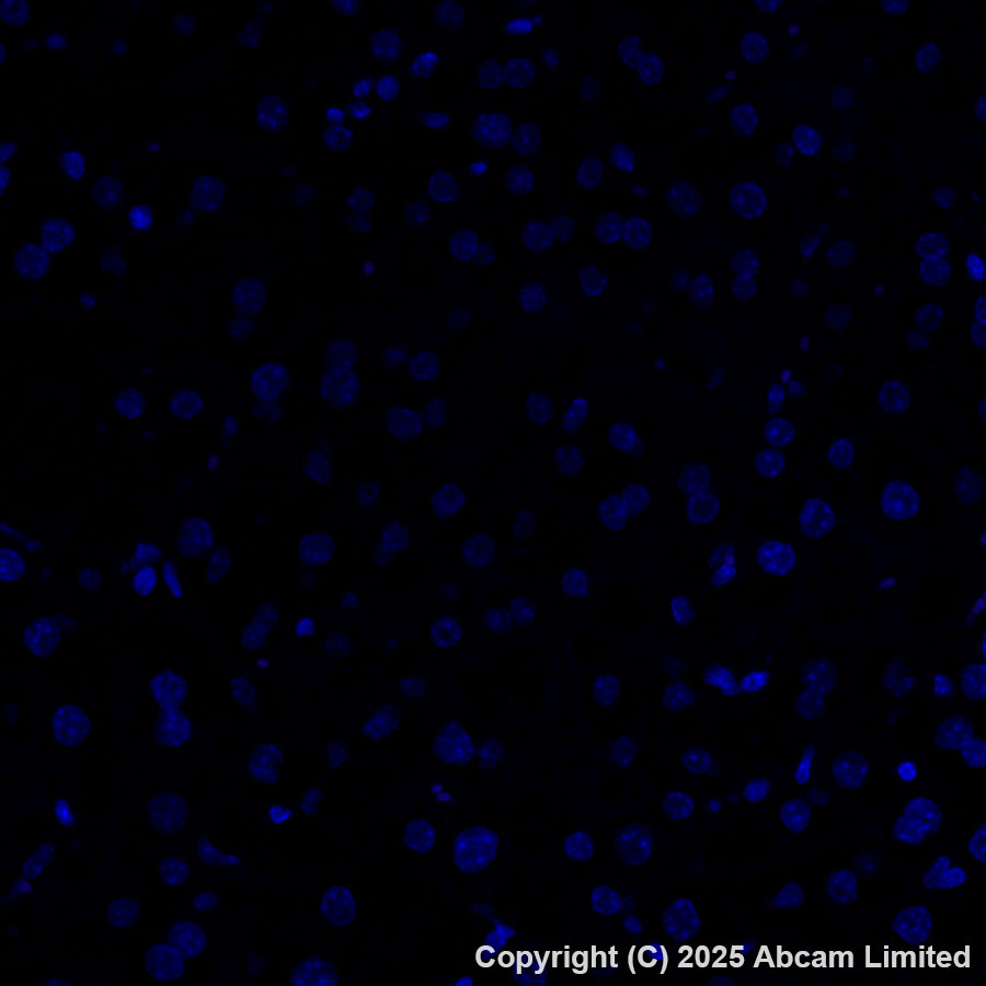 Immunohistochemistry (Formalin/PFA-fixed paraffin-embedded sections) - Alexa Fluor® 647 Anti-CD34 antibody [EPR27431-71] (AB323893), expandable thumbnail