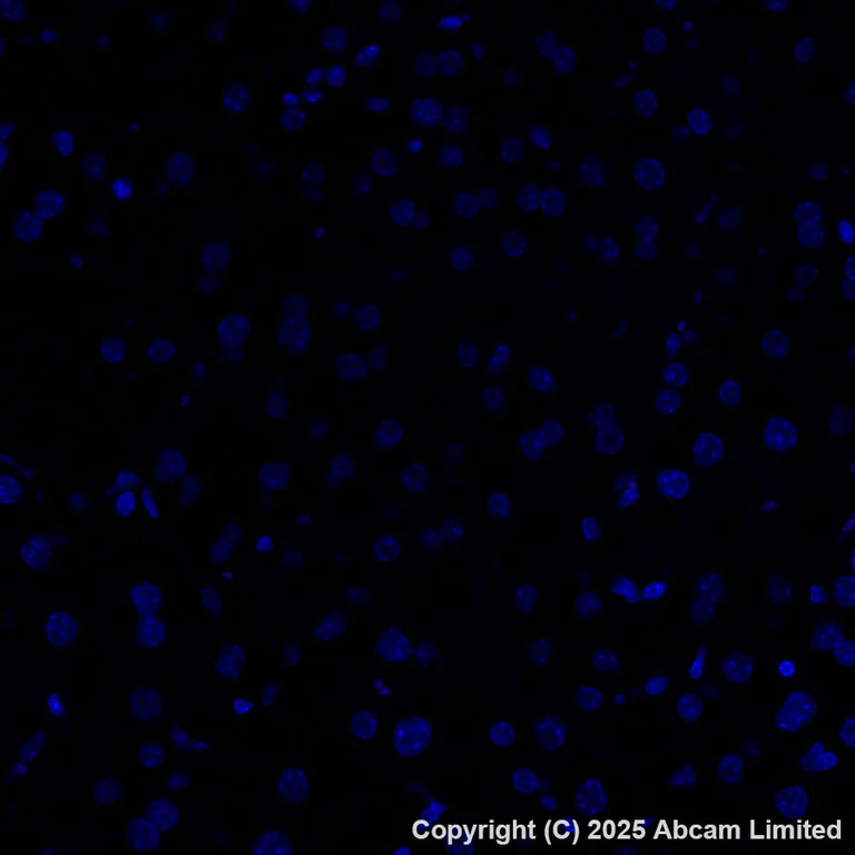 Immunohistochemistry (Formalin/PFA-fixed paraffin-embedded sections) - Alexa Fluor® 647 Anti-CD34 antibody [EPR27431-71] (AB323893)