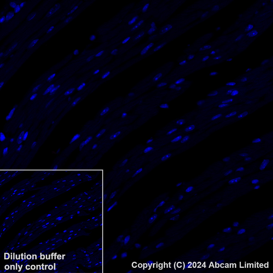 Immunohistochemistry (Formalin/PFA-fixed paraffin-embedded sections) - Alexa Fluor® 647 Anti-CD37 antibody [EPR28769-31] (AB323438), expandable thumbnail