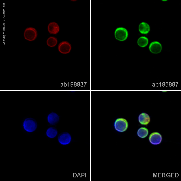 Immunocytochemistry/ Immunofluorescence - Alexa Fluor® 647 Anti-CD3D antibody [EP4426] (AB198937), expandable thumbnail