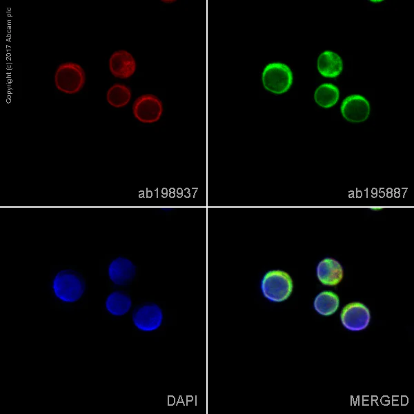 Immunocytochemistry/ Immunofluorescence - Alexa Fluor® 647 Anti-CD3D antibody [EP4426] (AB198937)