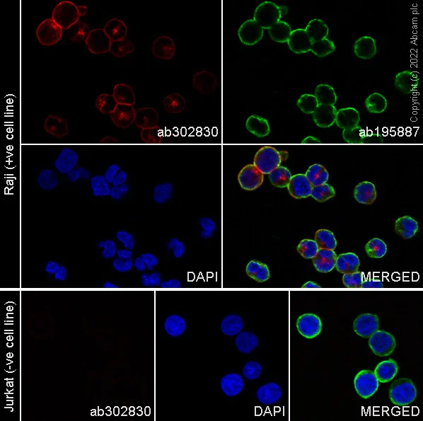Immunocytochemistry/ Immunofluorescence - Alexa Fluor® 647 Anti-CD40 antibody [EPR20735] (AB302830)