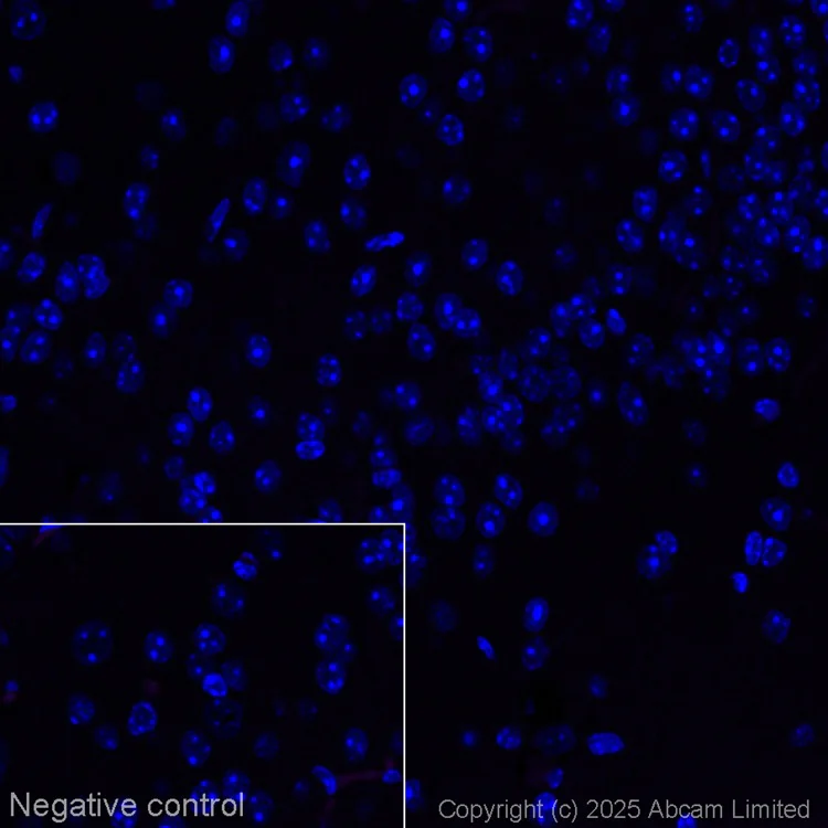 Immunohistochemistry (Formalin/PFA-fixed paraffin-embedded sections) - Alexa Fluor® 647 Anti-CD43 antibody [EPR28619-85] (AB325093)