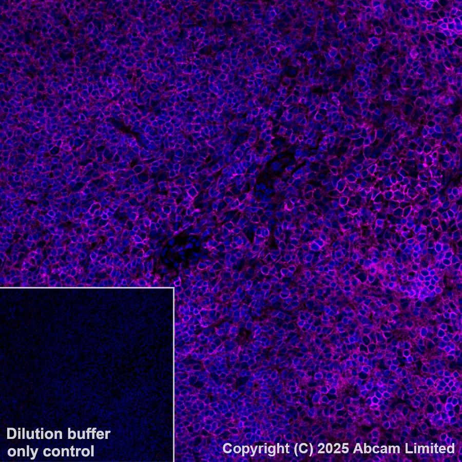 Immunohistochemistry (Formalin/PFA-fixed paraffin-embedded sections) - Alexa Fluor® 647 Anti-CD47 antibody [EPR28770-376] (AB323759), expandable thumbnail
