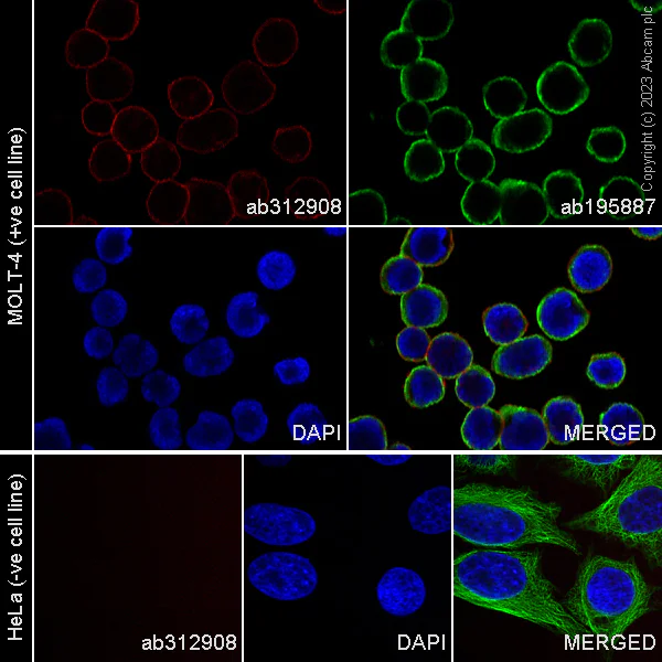 Immunocytochemistry/ Immunofluorescence - Alexa Fluor® 647 Anti-CD5 antibody [EPR26532-12] (AB312908)