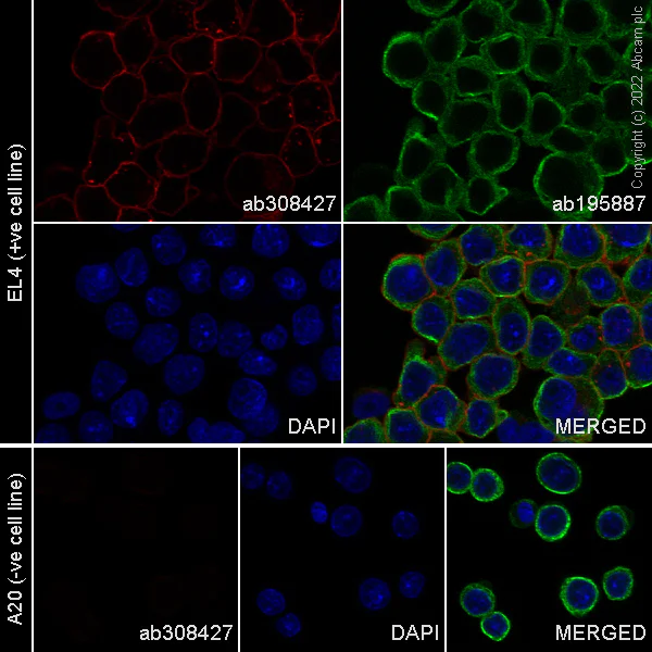 Immunocytochemistry/ Immunofluorescence - Alexa Fluor® 647 Anti-CD5 antibody [EPR26534-47] (AB308427)
