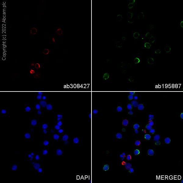 Immunocytochemistry/ Immunofluorescence - Alexa Fluor® 647 Anti-CD5 antibody [EPR26534-47] (AB308427)