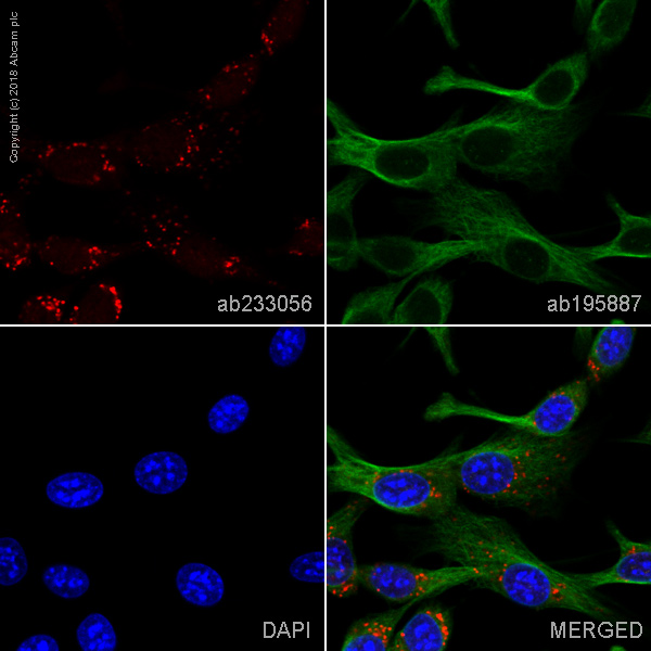 Immunocytochemistry/ Immunofluorescence - Alexa Fluor® 647 Anti-CD63 antibody [EPR21151] (AB233056)