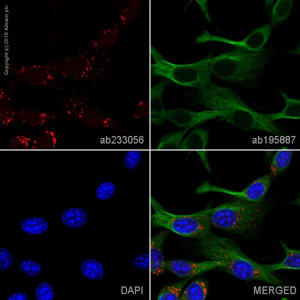 Immunocytochemistry/ Immunofluorescence - Alexa Fluor® 647 Anti-CD63 antibody [EPR21151] (AB233056)