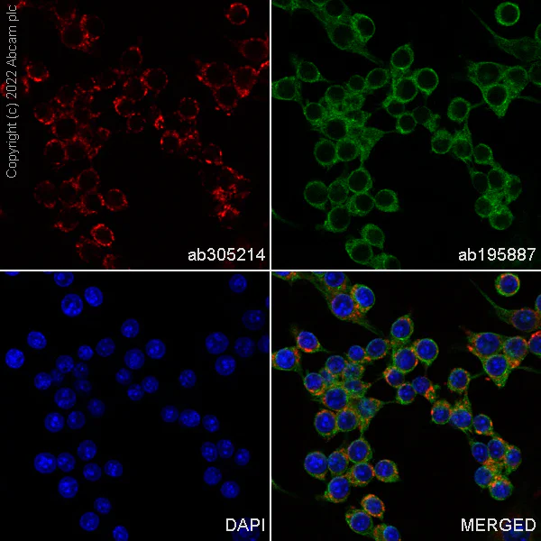 Immunocytochemistry/ Immunofluorescence - Alexa Fluor® 647 Anti-CD68 antibody [EPR23917-164] (AB305214)