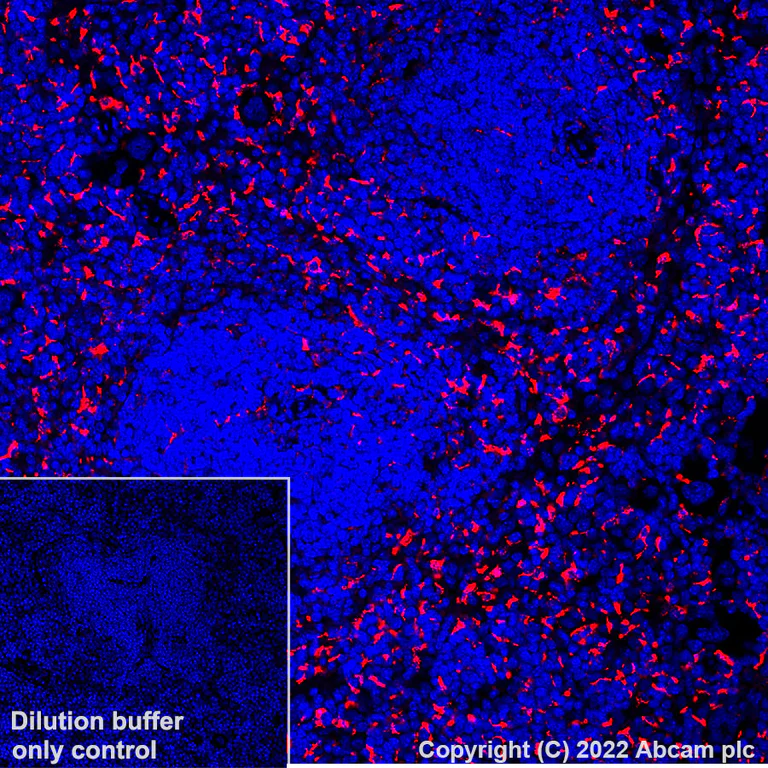 Immunohistochemistry (Formalin/PFA-fixed paraffin-embedded sections) - Alexa Fluor® 647 Anti-CD68 antibody [EPR23917-164] (AB305214)