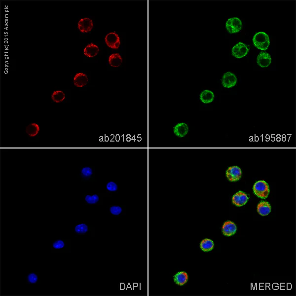Immunocytochemistry/ Immunofluorescence - Alexa Fluor® 647 Anti-CD68 antibody [FA-11] (AB201845)