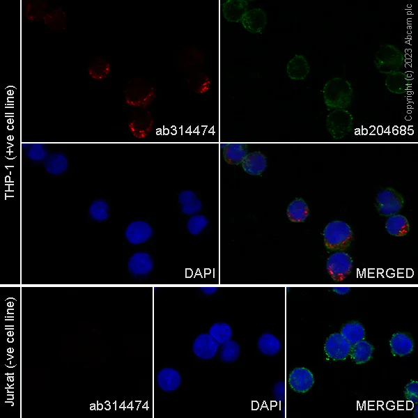 Immunocytochemistry/ Immunofluorescence - Alexa Fluor® 647 Anti-CD68 antibody [KP1] (AB314474)