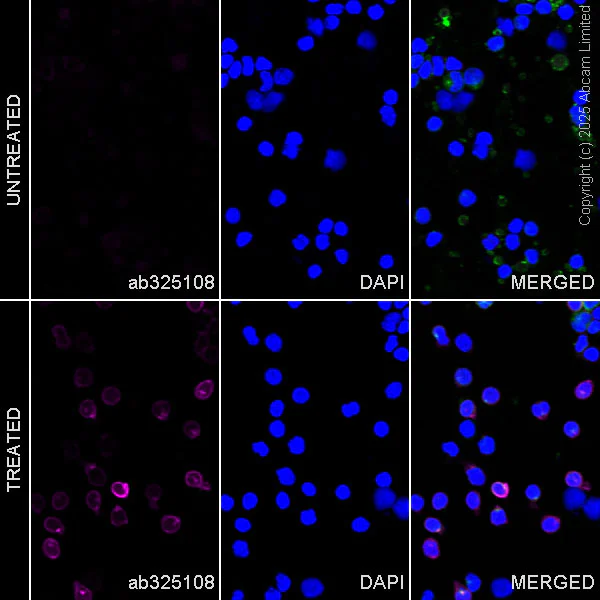 Immunocytochemistry/ Immunofluorescence - Alexa Fluor® 647 Anti-CD69 antibody [EPR25398-81] (AB325108)