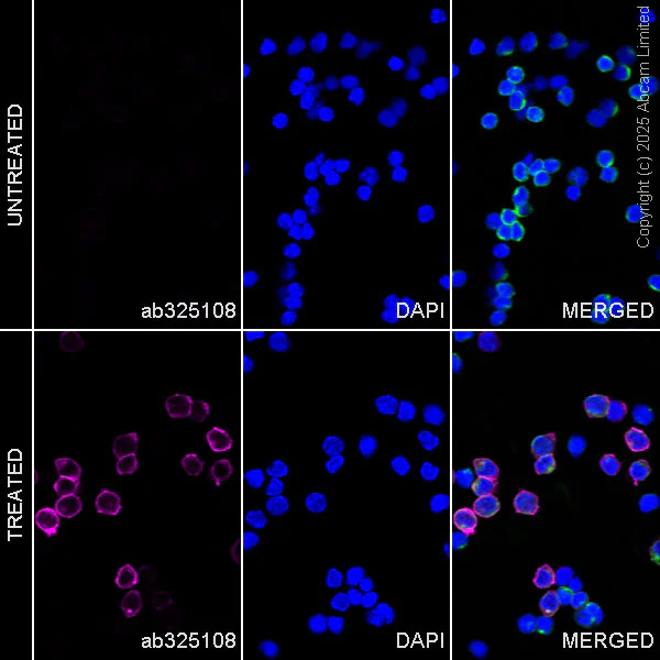 Immunocytochemistry/ Immunofluorescence - Alexa Fluor® 647 Anti-CD69 antibody [EPR25398-81] (AB325108)