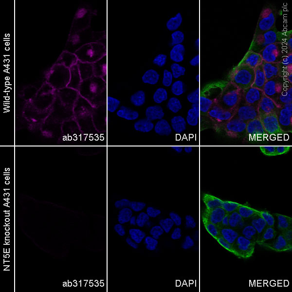 Immunocytochemistry/ Immunofluorescence - Alexa Fluor® 647 Anti-CD73 antibody [EPR28213-52] (AB317535), expandable thumbnail