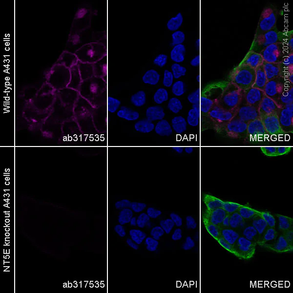 Immunocytochemistry/ Immunofluorescence - Alexa Fluor® 647 Anti-CD73 antibody [EPR28213-52] (AB317535)