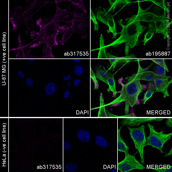 Immunocytochemistry/ Immunofluorescence - Alexa Fluor® 647 Anti-CD73 antibody [EPR28213-52] (AB317535)