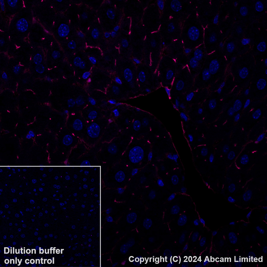 Immunohistochemistry (Formalin/PFA-fixed paraffin-embedded sections) - Alexa Fluor® 647 Anti-CD73 antibody [EPR28214-169] (AB322321), expandable thumbnail