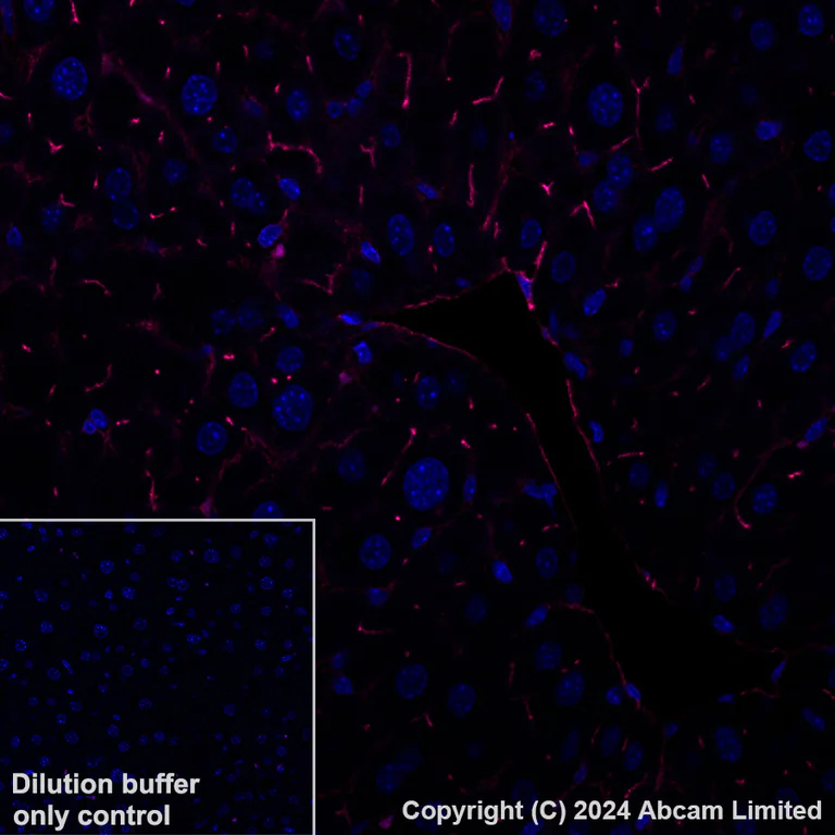 Immunohistochemistry (Formalin/PFA-fixed paraffin-embedded sections) - Alexa Fluor® 647 Anti-CD73 antibody [EPR28214-169] (AB322321)