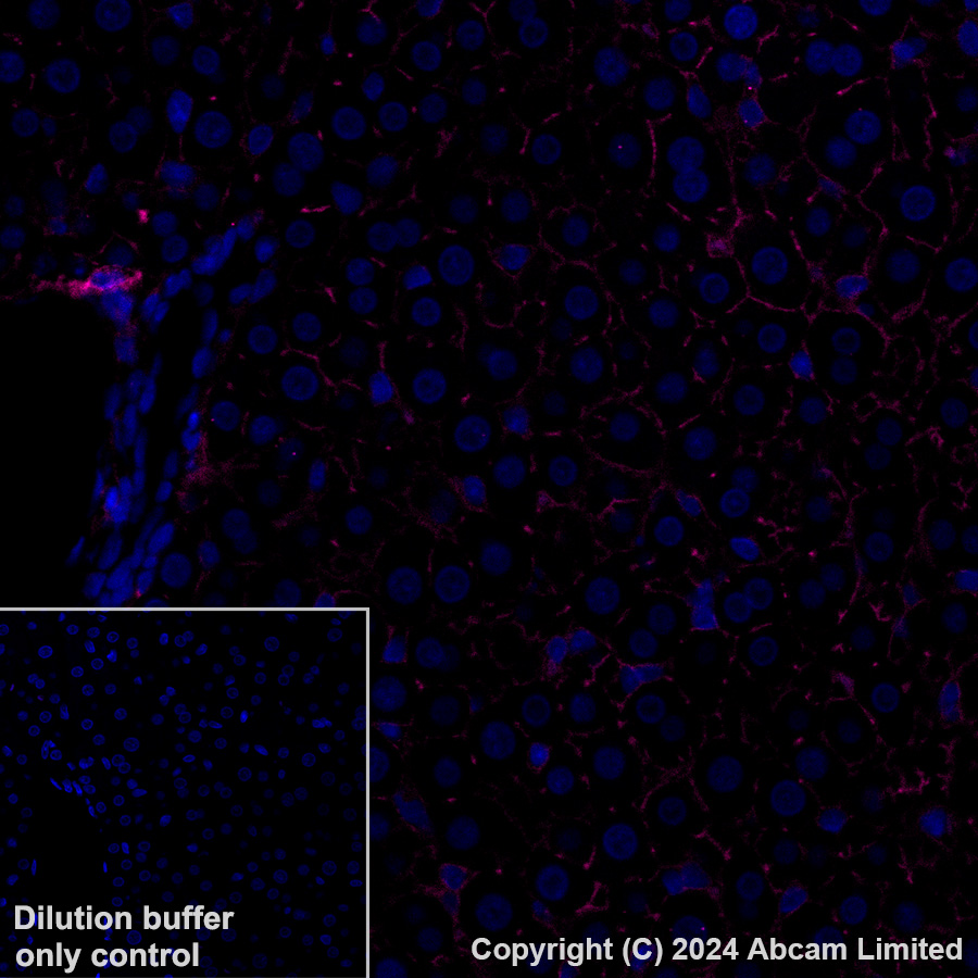 Immunohistochemistry (Formalin/PFA-fixed paraffin-embedded sections) - Alexa Fluor® 647 Anti-CD73 antibody [EPR28214-169] (AB322321), expandable thumbnail