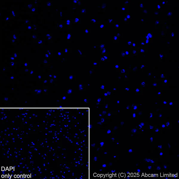 Immunohistochemistry (Frozen sections) - Alexa Fluor® 647 Anti-CD74 antibody [EPR25399-94] (AB325691)