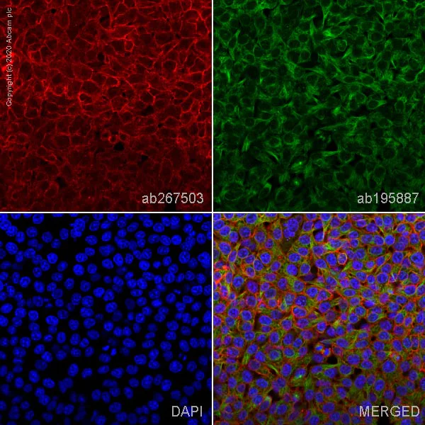 Immunocytochemistry - Alexa Fluor® 647 Anti-CD9 antibody [EPR23105-121] (AB267503)