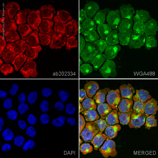 Immunocytochemistry/ Immunofluorescence - Alexa Fluor® 647 Anti-CD90 / Thy1 antibody [EPR3133] (AB202334), expandable thumbnail