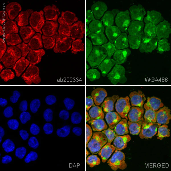 Immunocytochemistry/ Immunofluorescence - Alexa Fluor® 647 Anti-CD90 / Thy1 antibody [EPR3133] (AB202334)