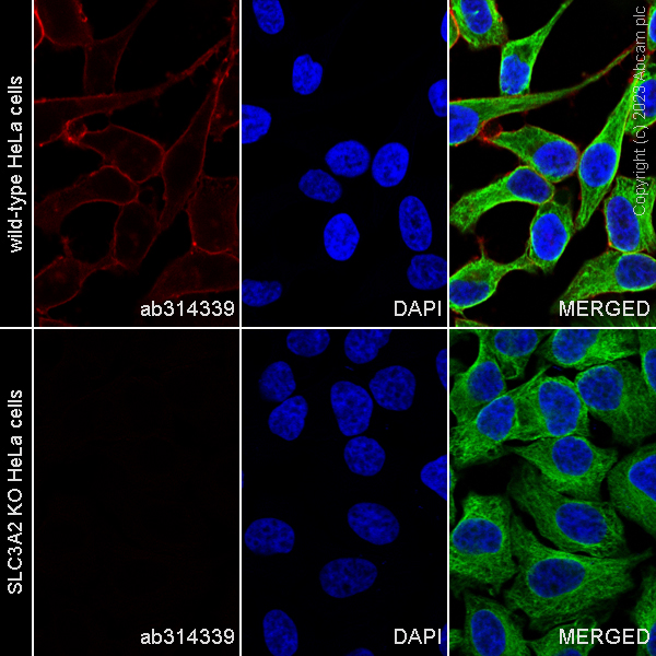 Immunocytochemistry/ Immunofluorescence - Alexa Fluor® 647 Anti-CD98 antibody [EPR27110-42] (AB314339), expandable thumbnail