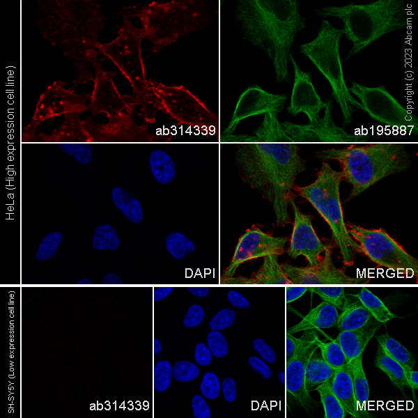 Immunocytochemistry/ Immunofluorescence - Alexa Fluor® 647 Anti-CD98 antibody [EPR27110-42] (AB314339), expandable thumbnail