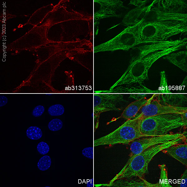 Immunocytochemistry/ Immunofluorescence - Alexa Fluor® 647 Anti-CD98 antibody [EPR27111-83] (AB313753)