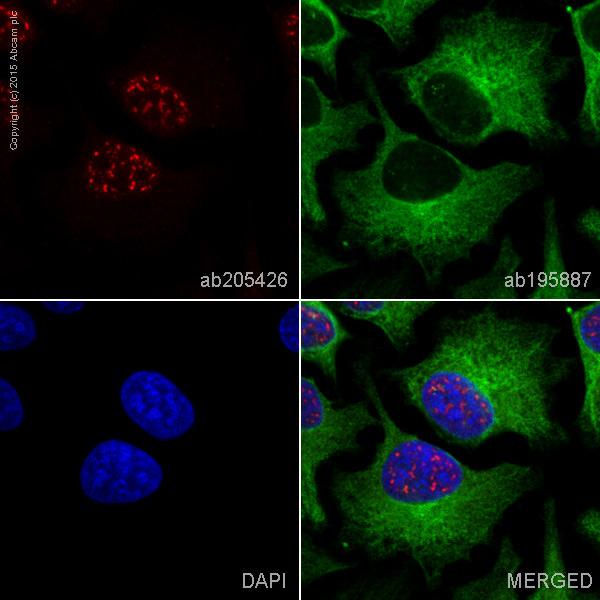 Immunocytochemistry/ Immunofluorescence - Alexa Fluor® 647 Anti-Cdc25C antibody [E302] (AB205426)
