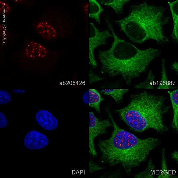Immunocytochemistry/ Immunofluorescence - Alexa Fluor® 647 Anti-Cdc25C antibody [E302] (AB205426)
