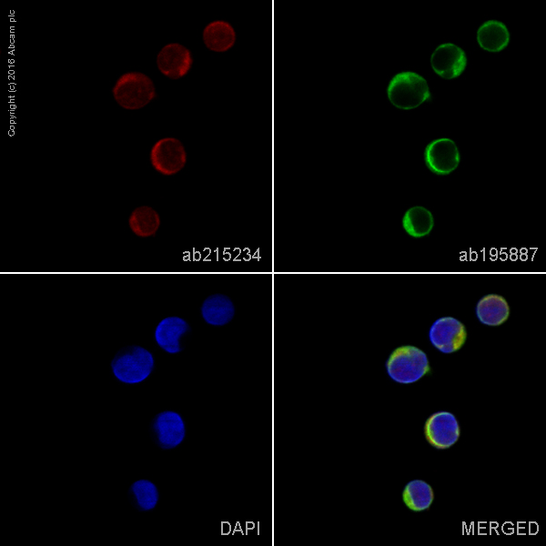 Immunocytochemistry/ Immunofluorescence - Alexa Fluor® 647 Anti-CDC42 antibody [EPR15620] (AB215234), expandable thumbnail