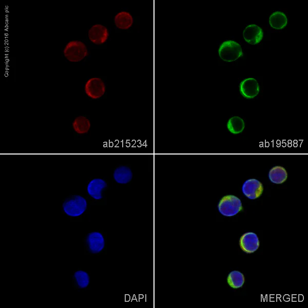 Immunocytochemistry/ Immunofluorescence - Alexa Fluor® 647 Anti-CDC42 antibody [EPR15620] (AB215234)
