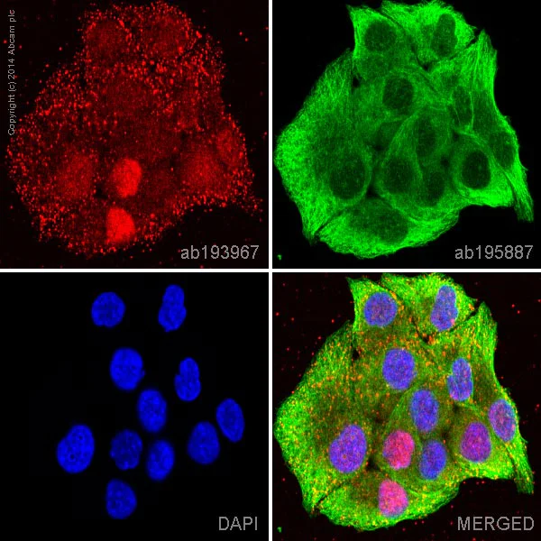 Immunocytochemistry/ Immunofluorescence - Alexa Fluor® 647 Anti-Cdk4 antibody [EPR4513-32-7] (AB193967)