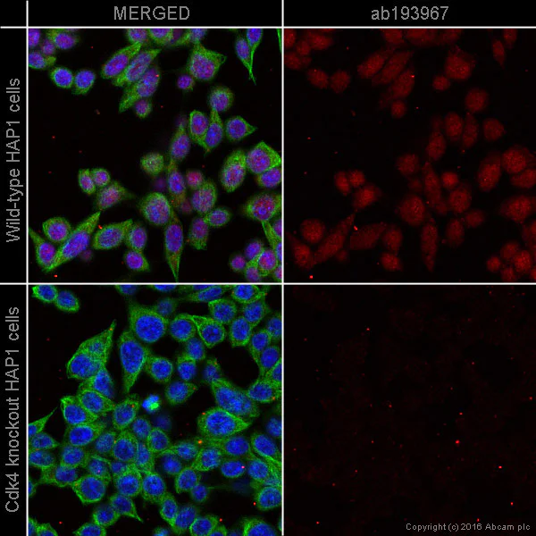 Immunocytochemistry/ Immunofluorescence - Alexa Fluor® 647 Anti-Cdk4 antibody [EPR4513-32-7] (AB193967)