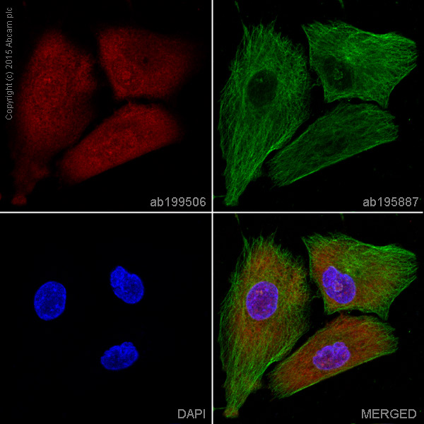 Immunocytochemistry/ Immunofluorescence - Alexa Fluor® 647 Anti-CDK5 antibody [EP715Y] (AB199506), expandable thumbnail