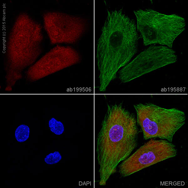 Immunocytochemistry/ Immunofluorescence - Alexa Fluor® 647 Anti-CDK5 antibody [EP715Y] (AB199506)