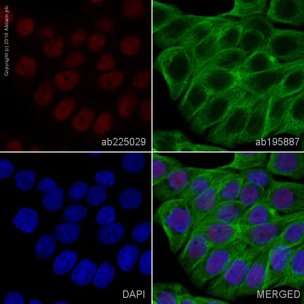 Immunocytochemistry/ Immunofluorescence - Alexa Fluor® 647 Anti-Cdk9 antibody [EPR3119Y] (AB225029)