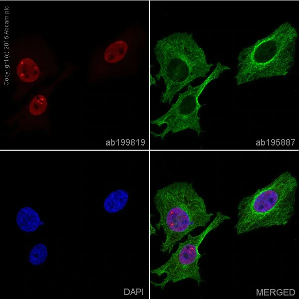 Immunocytochemistry/ Immunofluorescence - Alexa Fluor® 647 Anti-CDKN2A/p16INK4A + CDKN2B/p15INK4B antibody [EP435Y-129R] (AB199819)