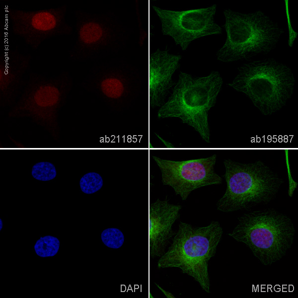 Immunocytochemistry/ Immunofluorescence - Alexa Fluor® 647 Anti-CDT1/DUP antibody [EPR17891] (AB211857), expandable thumbnail
