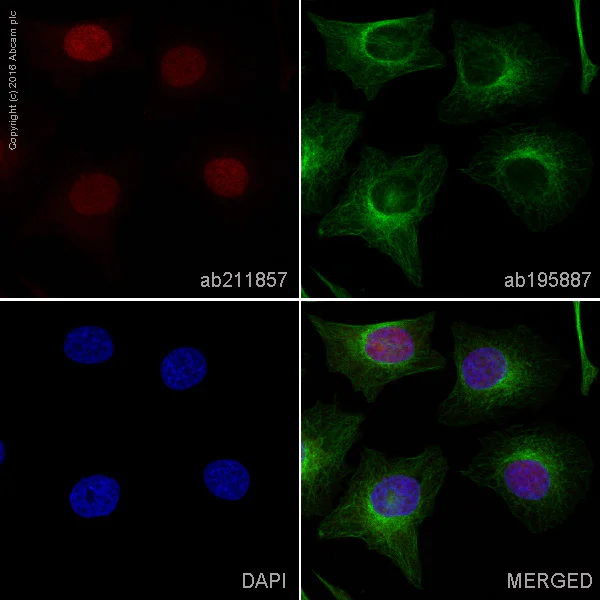 Immunocytochemistry/ Immunofluorescence - Alexa Fluor® 647 Anti-CDT1/DUP antibody [EPR17891] (AB211857)