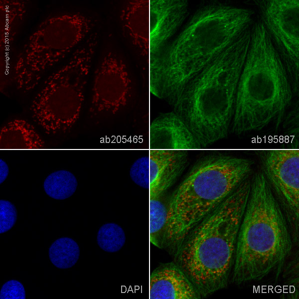 Immunocytochemistry/ Immunofluorescence - Alexa Fluor® 647 Anti-CEACAM6 antibody [EPR4403] (AB205465), expandable thumbnail