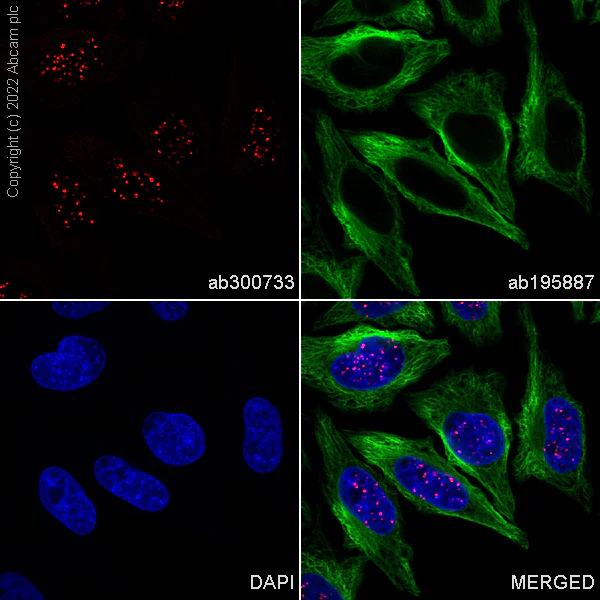 Immunocytochemistry/ Immunofluorescence - Alexa Fluor® 647 Anti-CENPB antibody [EPR24047-64] (AB300733)