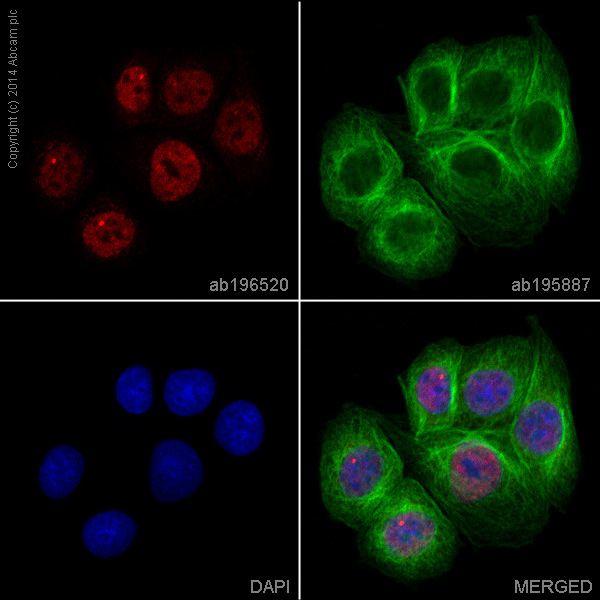 Immunocytochemistry/ Immunofluorescence - Alexa Fluor® 647 Anti-Chk1 antibody [EP691Y] (AB196520), expandable thumbnail