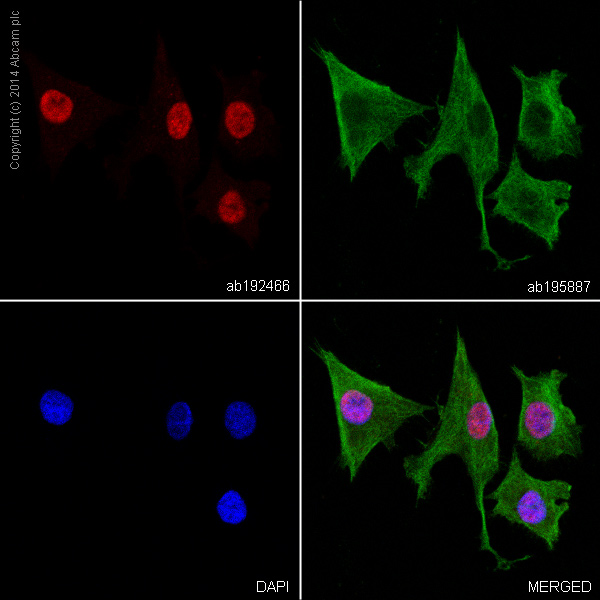 Immunocytochemistry/ Immunofluorescence - Alexa Fluor® 647 Anti-Choline Acetyltransferase antibody [EPR13024(B)] (AB192466), expandable thumbnail