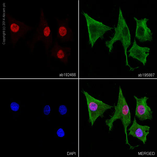 Immunocytochemistry/ Immunofluorescence - Alexa Fluor® 647 Anti-Choline Acetyltransferase antibody [EPR13024(B)] (AB192466)